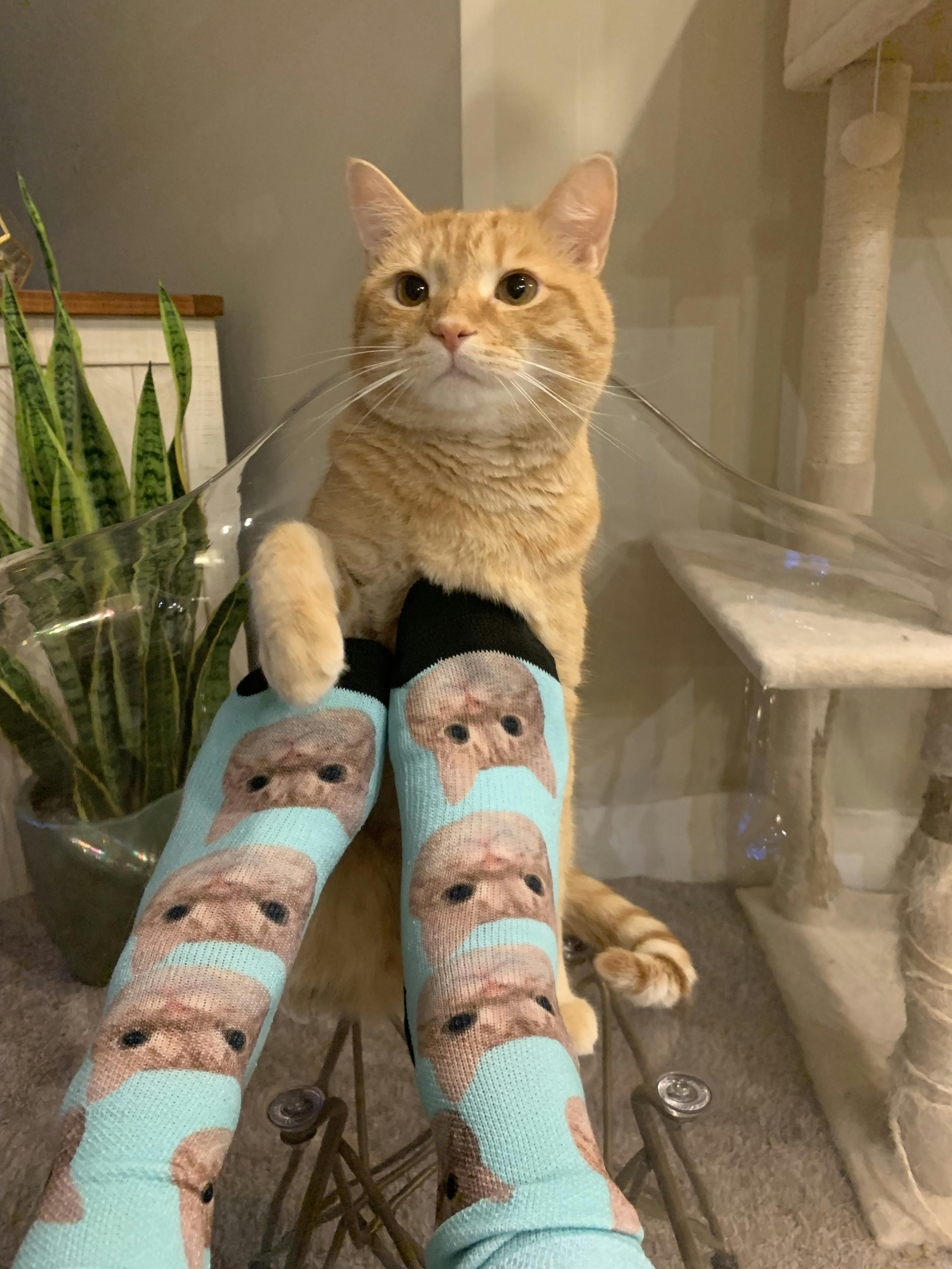 Orange Tabby cat standing behind blue cat face socks with his face on them 