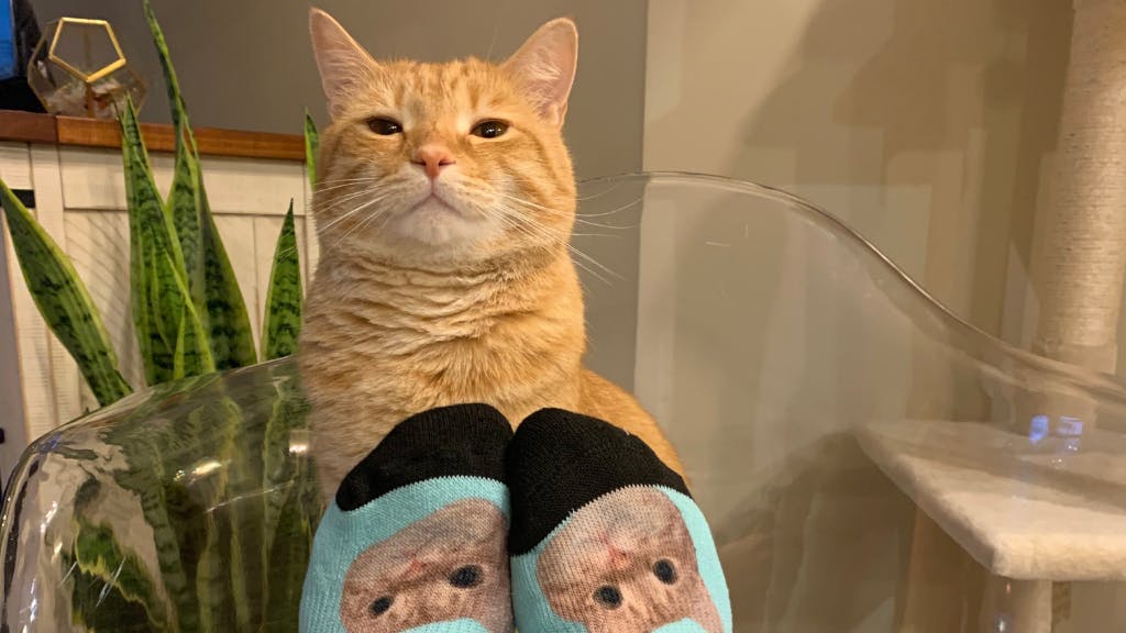 Orange tabby cat standing behind blue cat face socks with his face on them