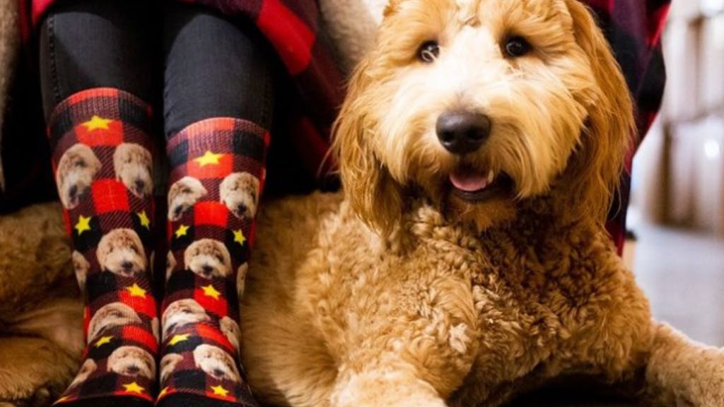 Goldendoodle laying next to black and raid plaid dog socks with his face on them
