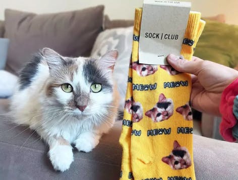 white cat laying next to yellow cat face socks with cats face on them