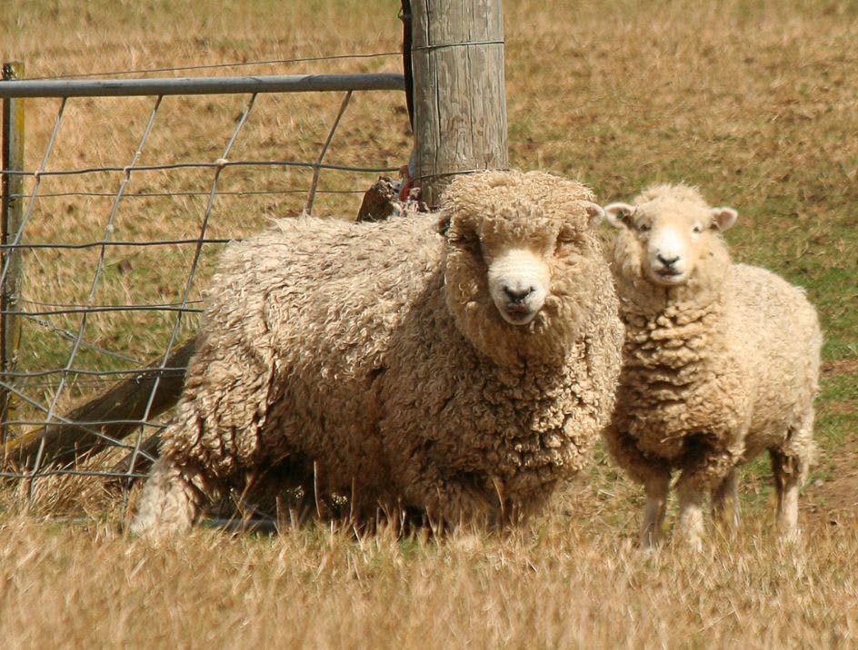 Merino wool sheep standing in a pasture by a fence