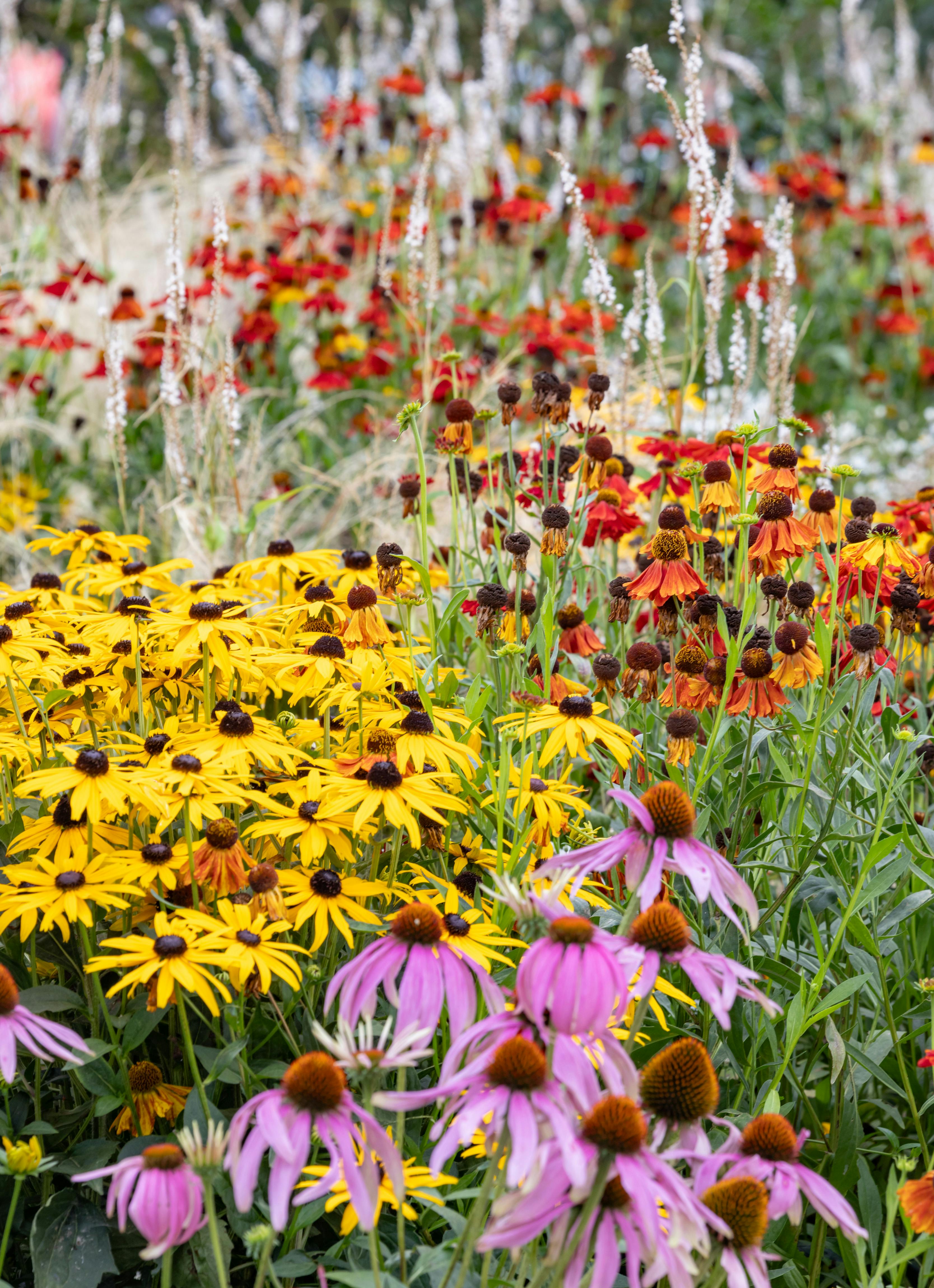 Wild meadow landscaping