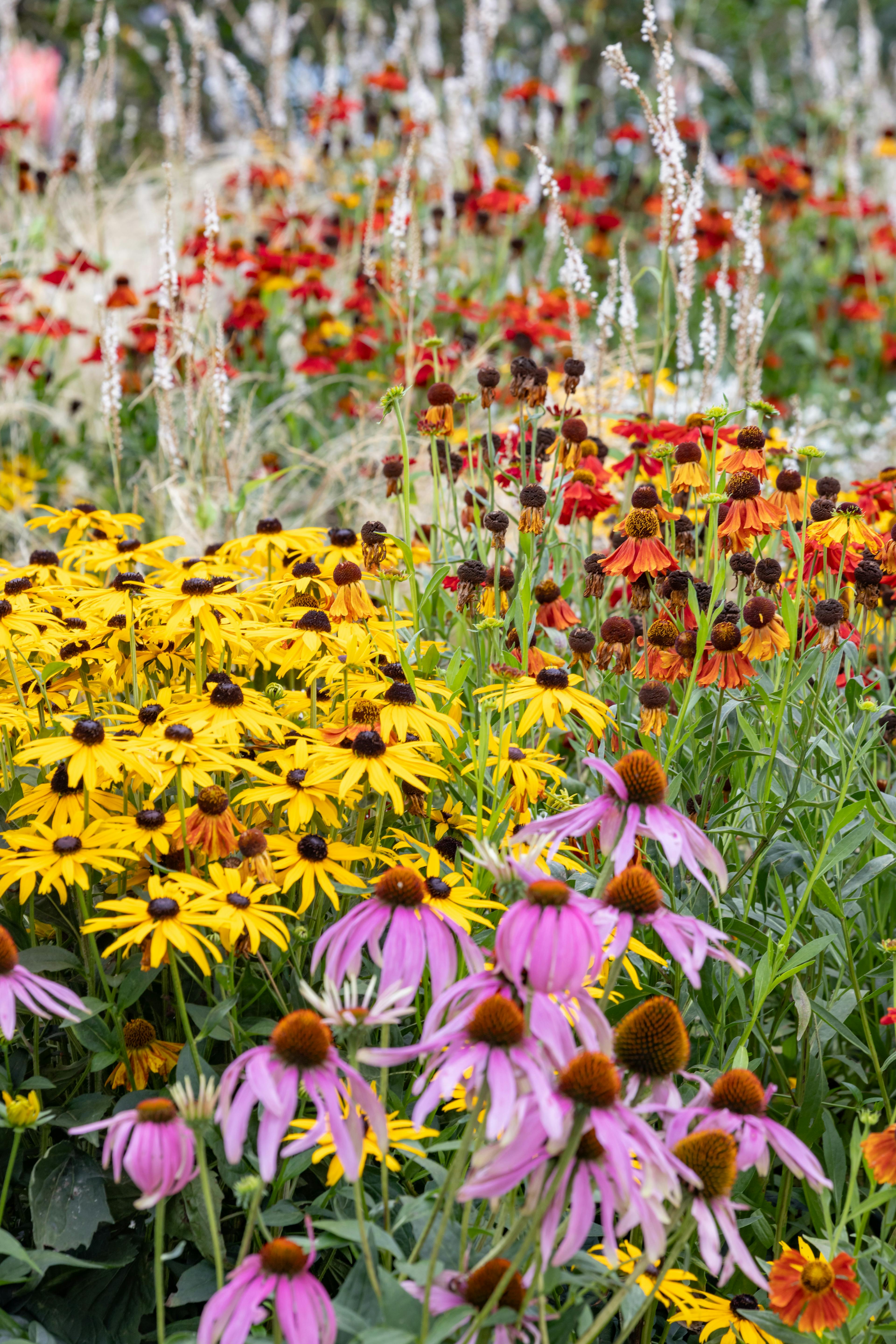 Wild meadow landscaping