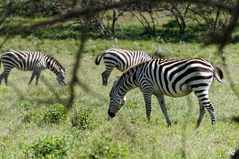 Wild Zebra