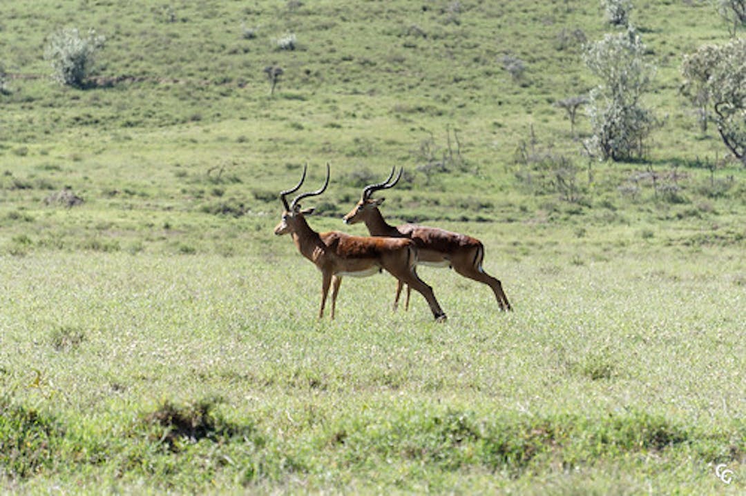 Wild Antilopes