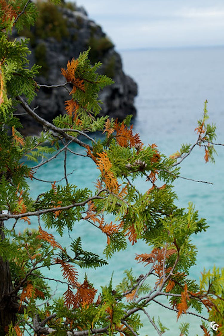 Canadian Caribbean 