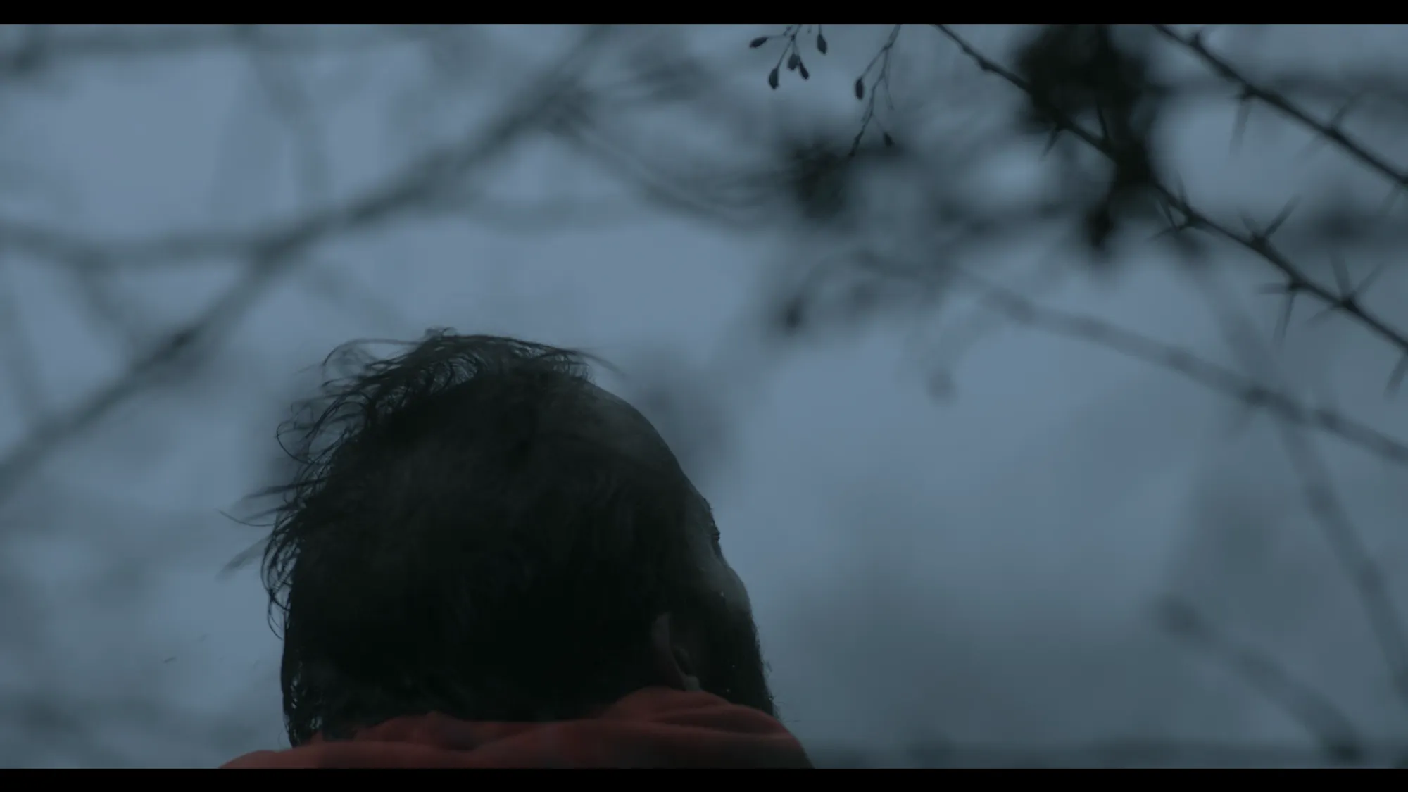 Woods (2016) — photo 12