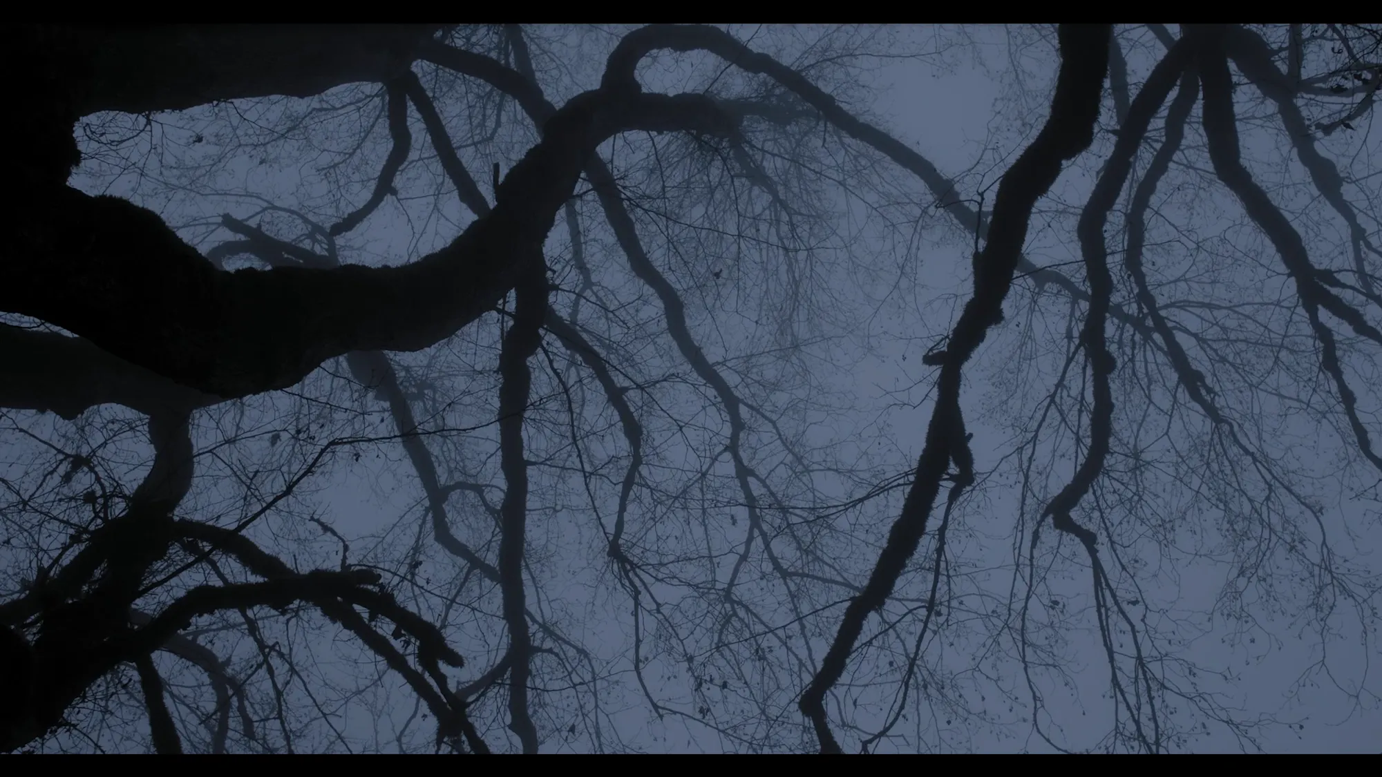 Woods (2016) — photo 5