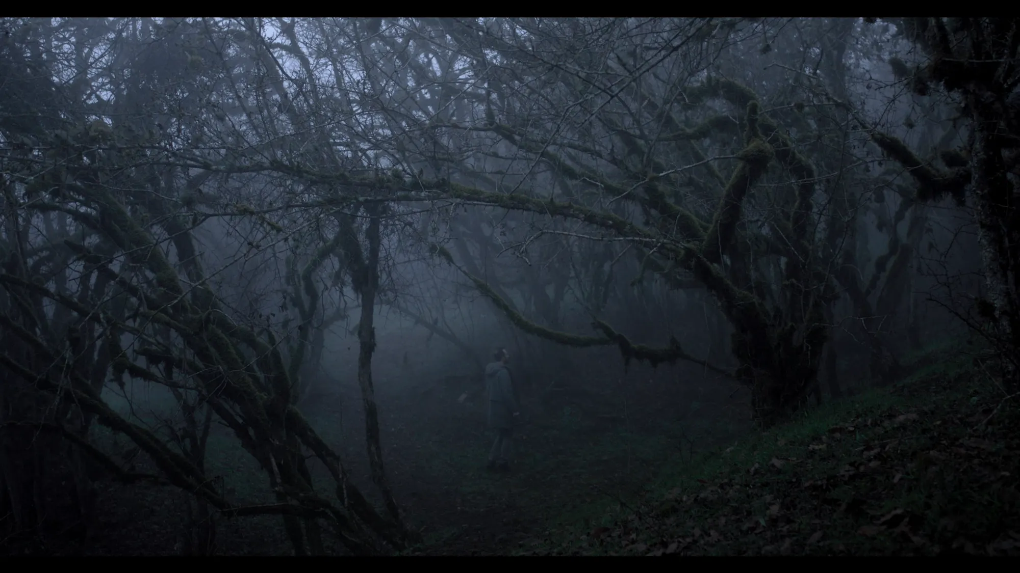 Woods (2016) — photo 10