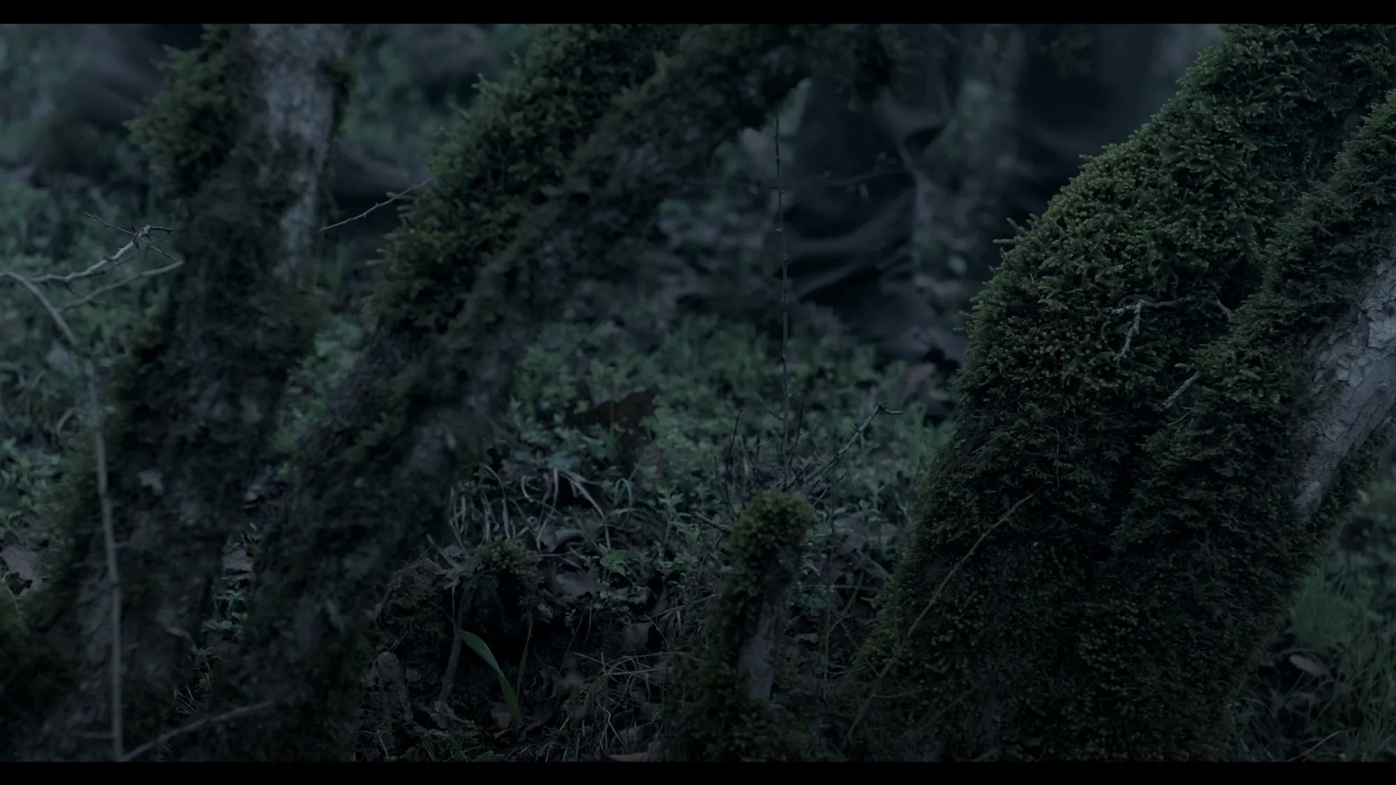 Woods (2016) — photo 11