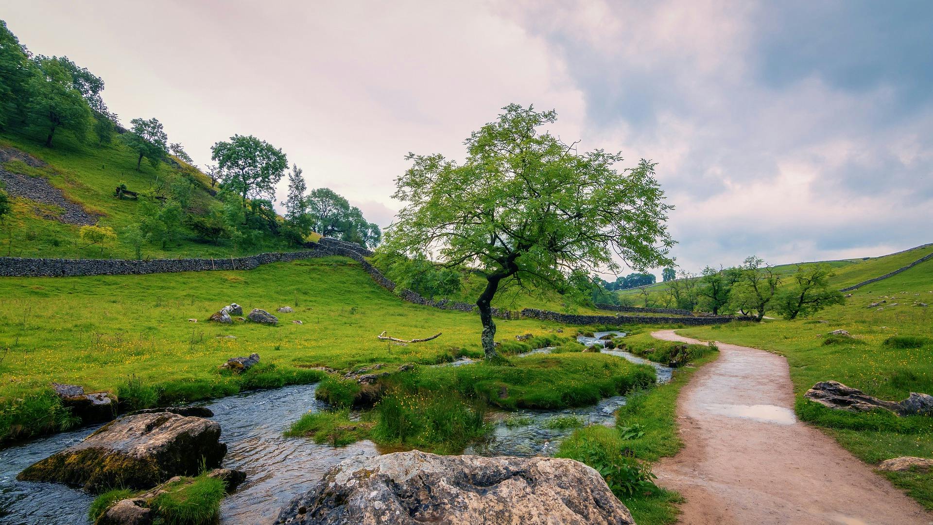 Lone tree by a stream in the Yorkshire Dales National Park.