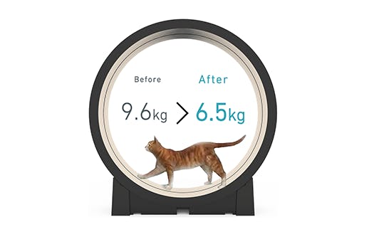 trends - workout voor je kat