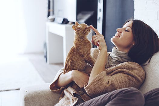 interieur-trends voor katten