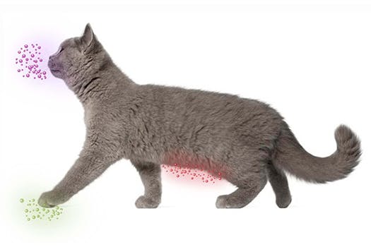 trends - feliway