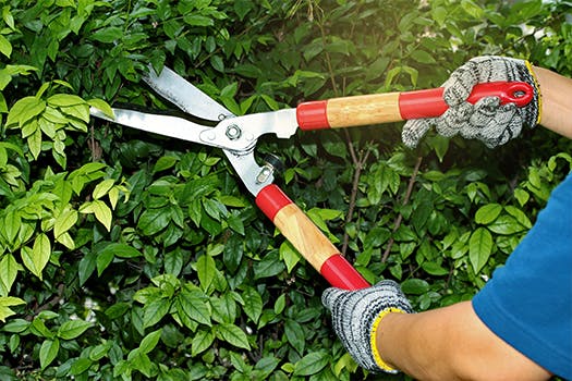 Tuin klaar voor de herfst - snoei hagen en planten