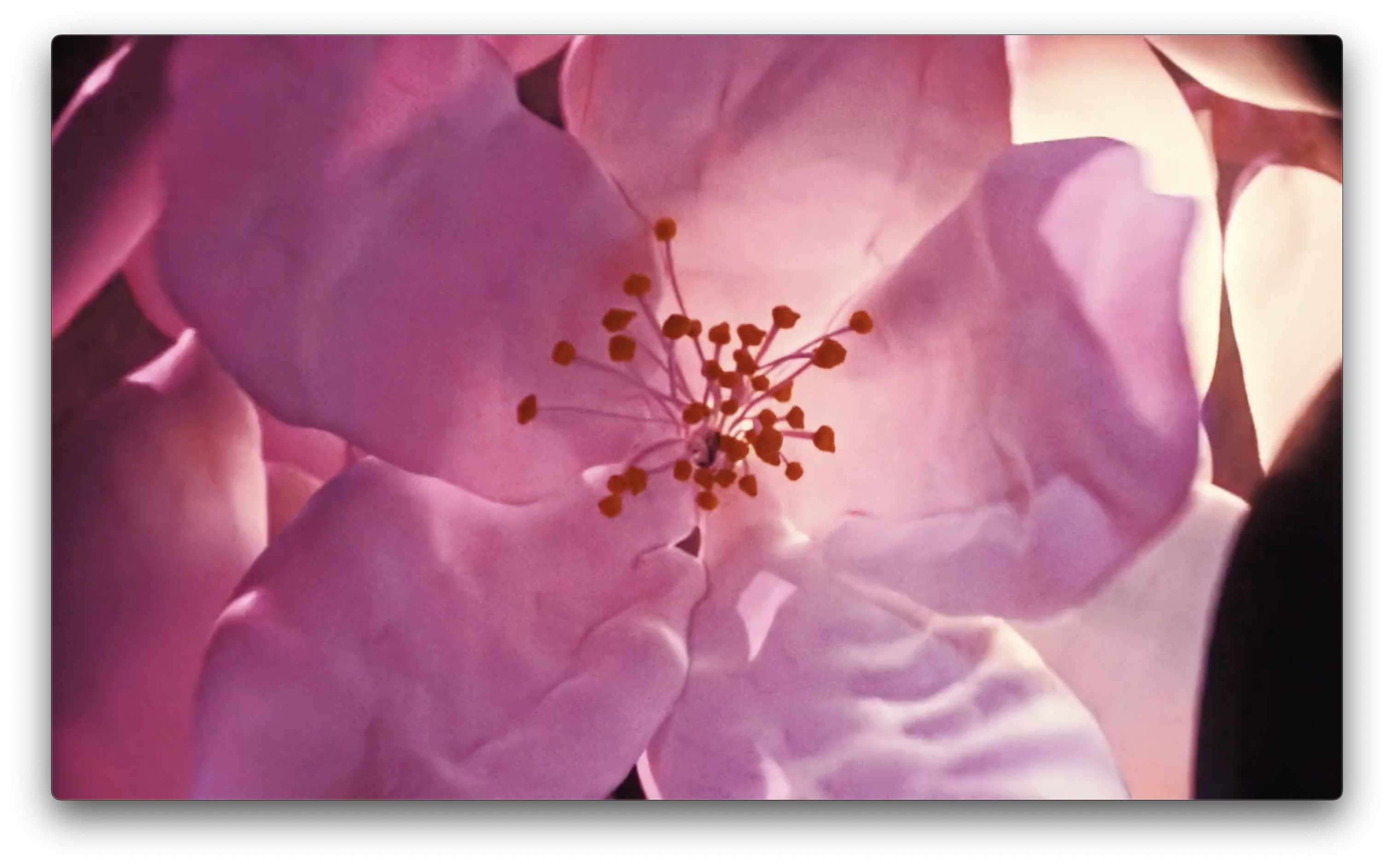 Adrien Wagner - Yves Saint Laurent - Black Opium