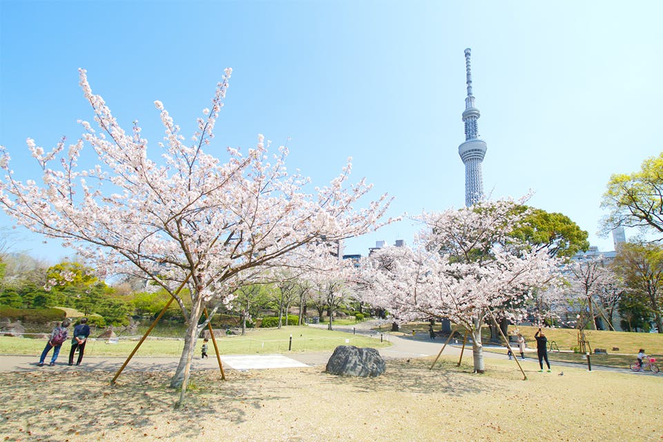 Relax at Sumida Park