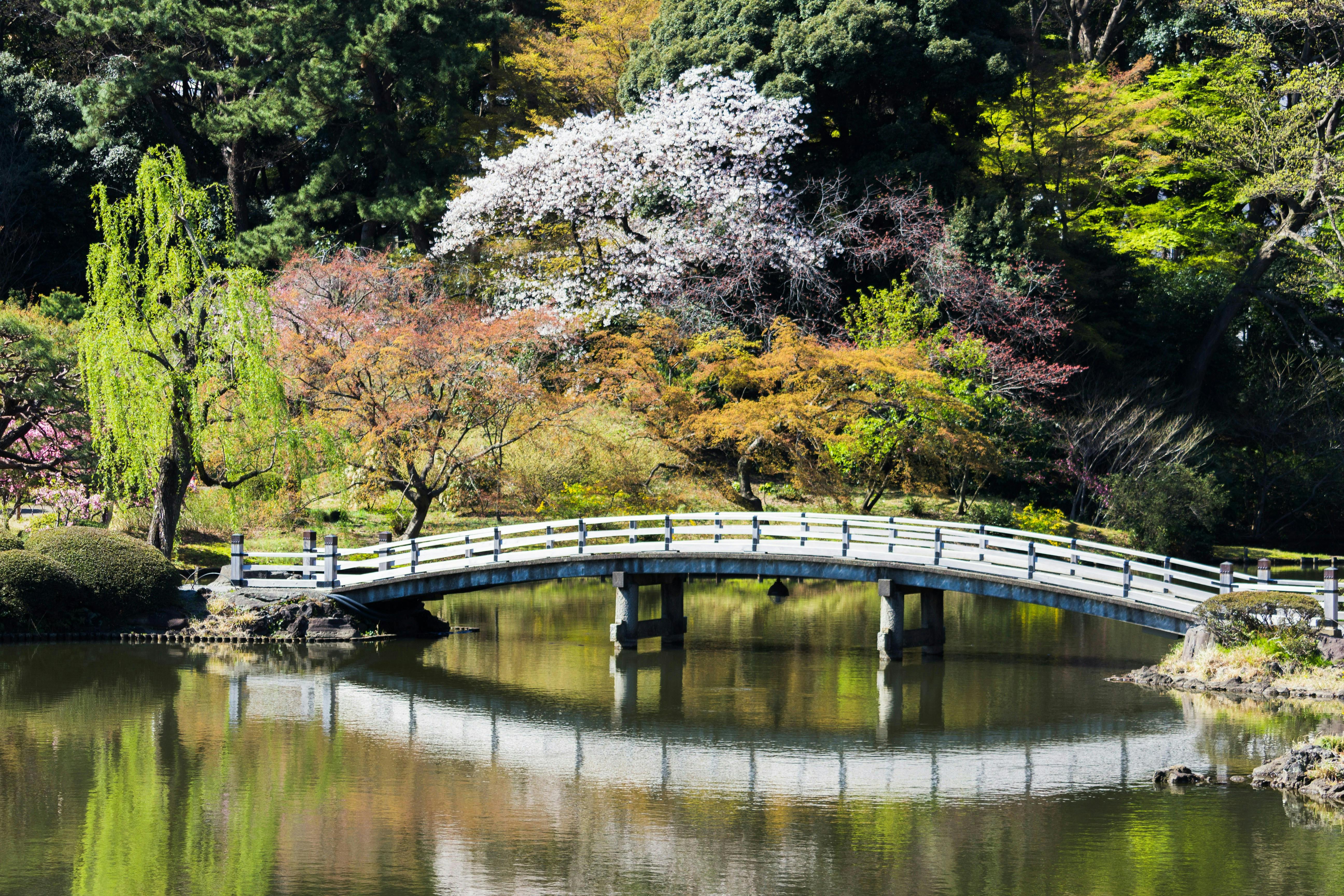 Relax at Shinjuku Gyoen National Garden
