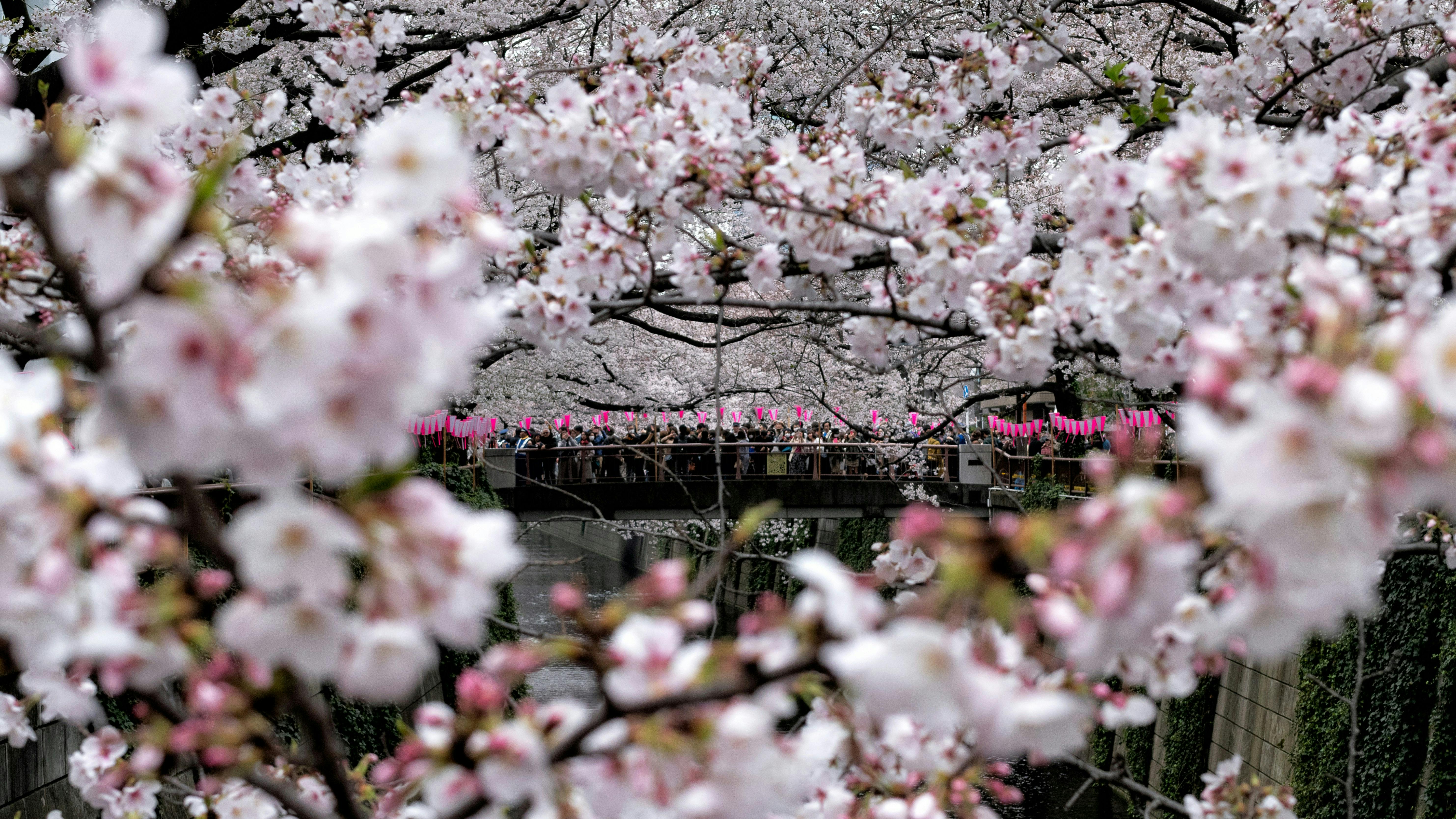 Walk Along the Meguro River