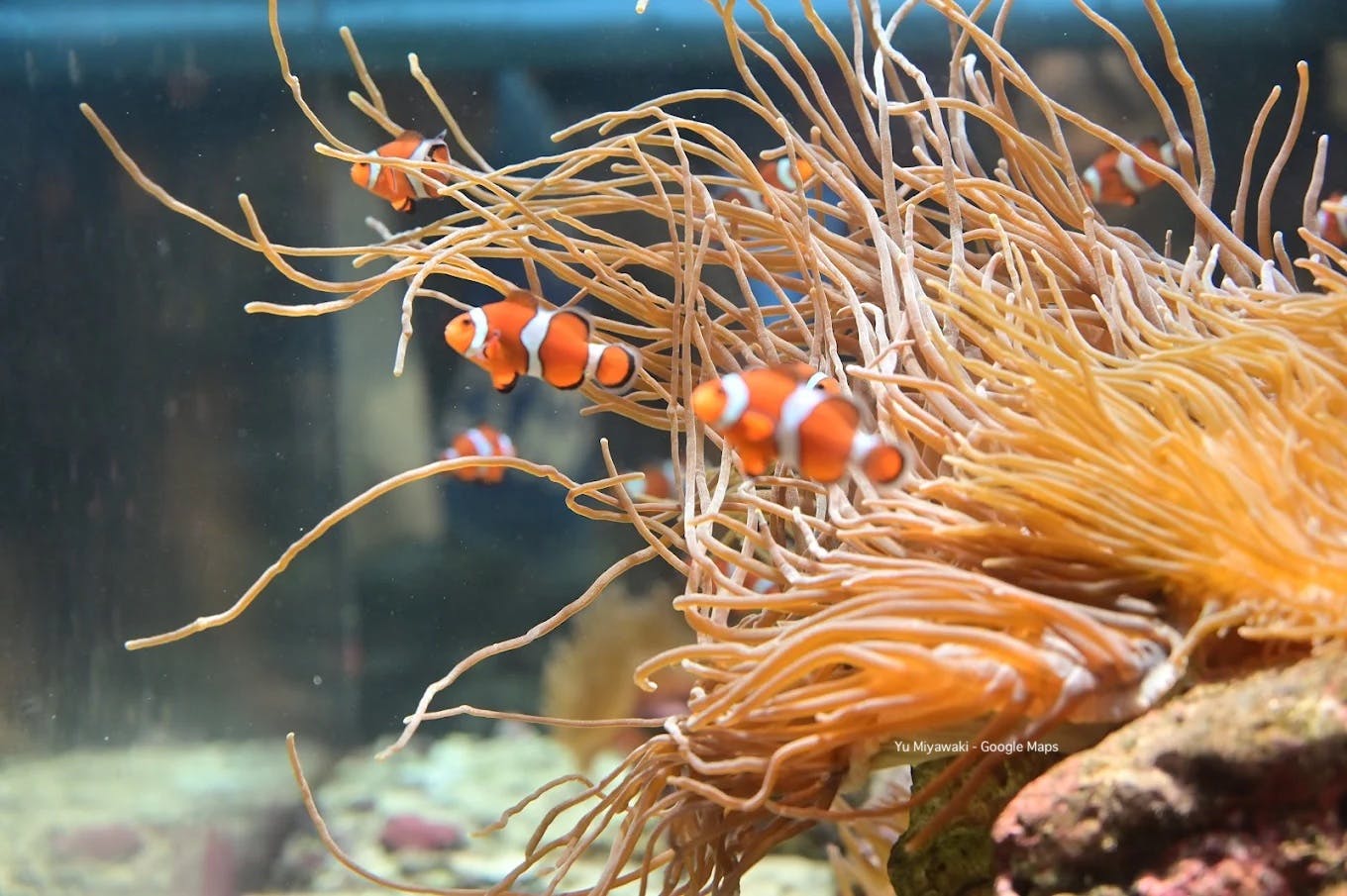 Shinagawa Aquarium