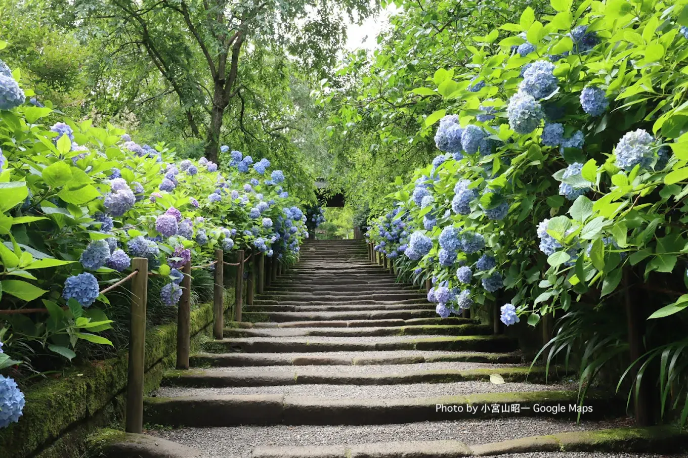 Best Locations for Hydrangea Viewing in Japan 2025 - Somado