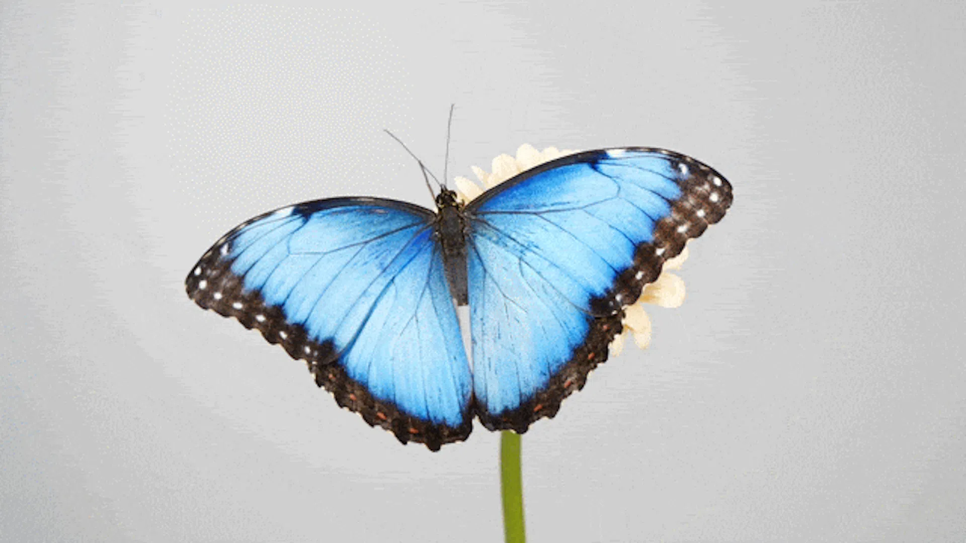 A butterfly gif