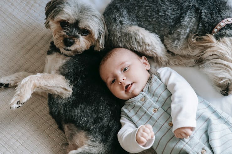 baby photography with pets