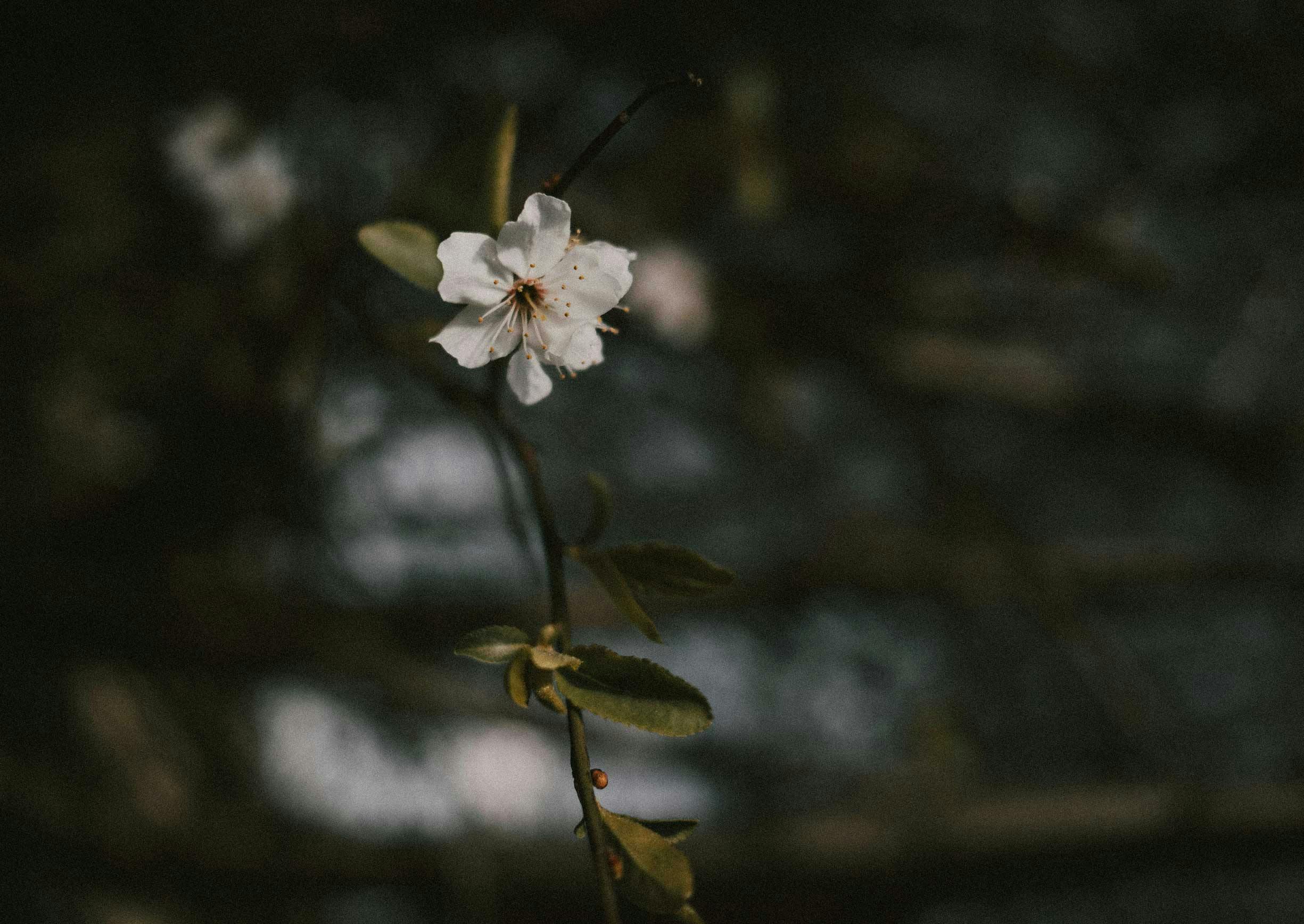 Effective detox solutions for clearing toxins and promoting wellness