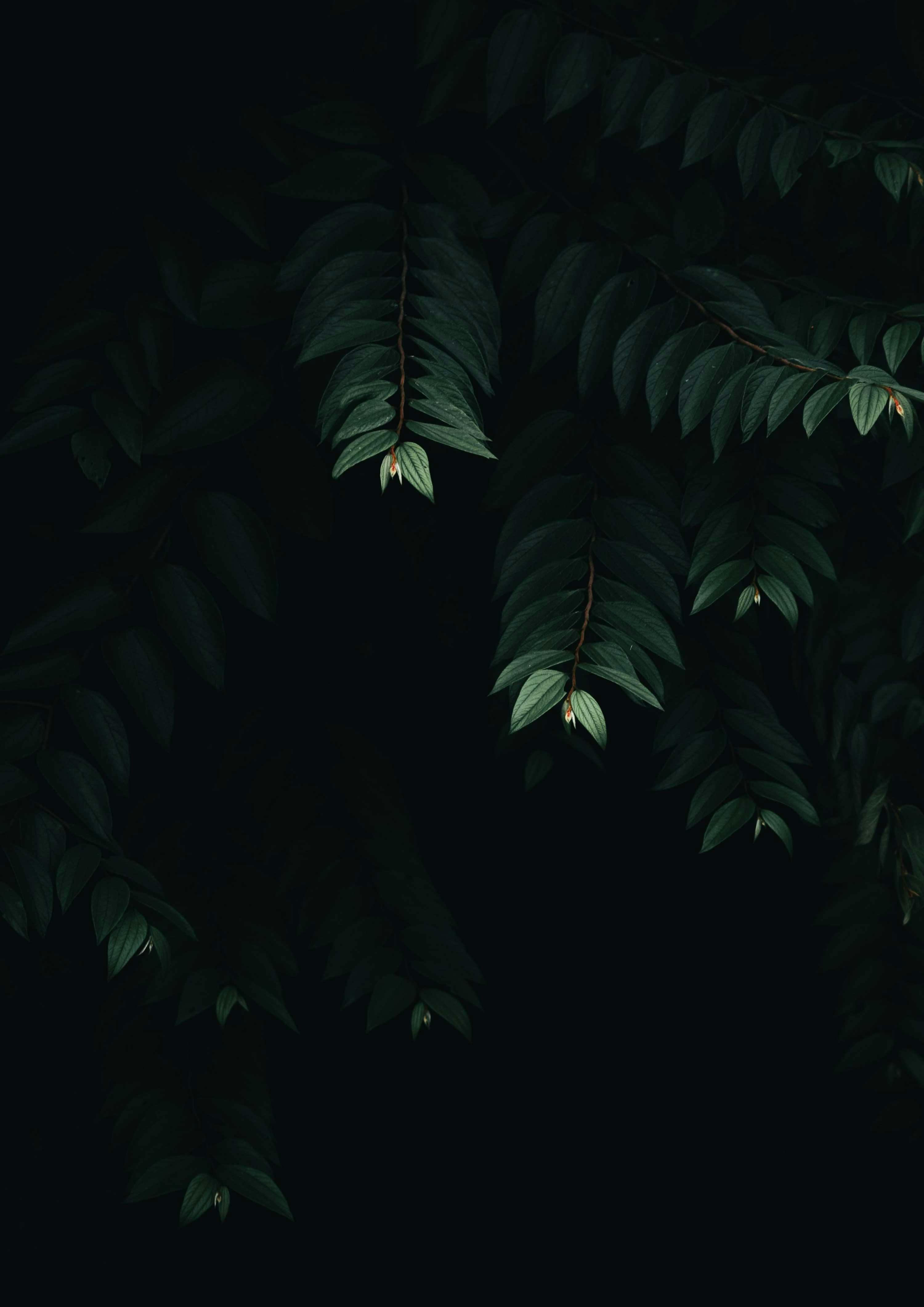 Herbal detox cleanse for rejuvenating energy and vitality