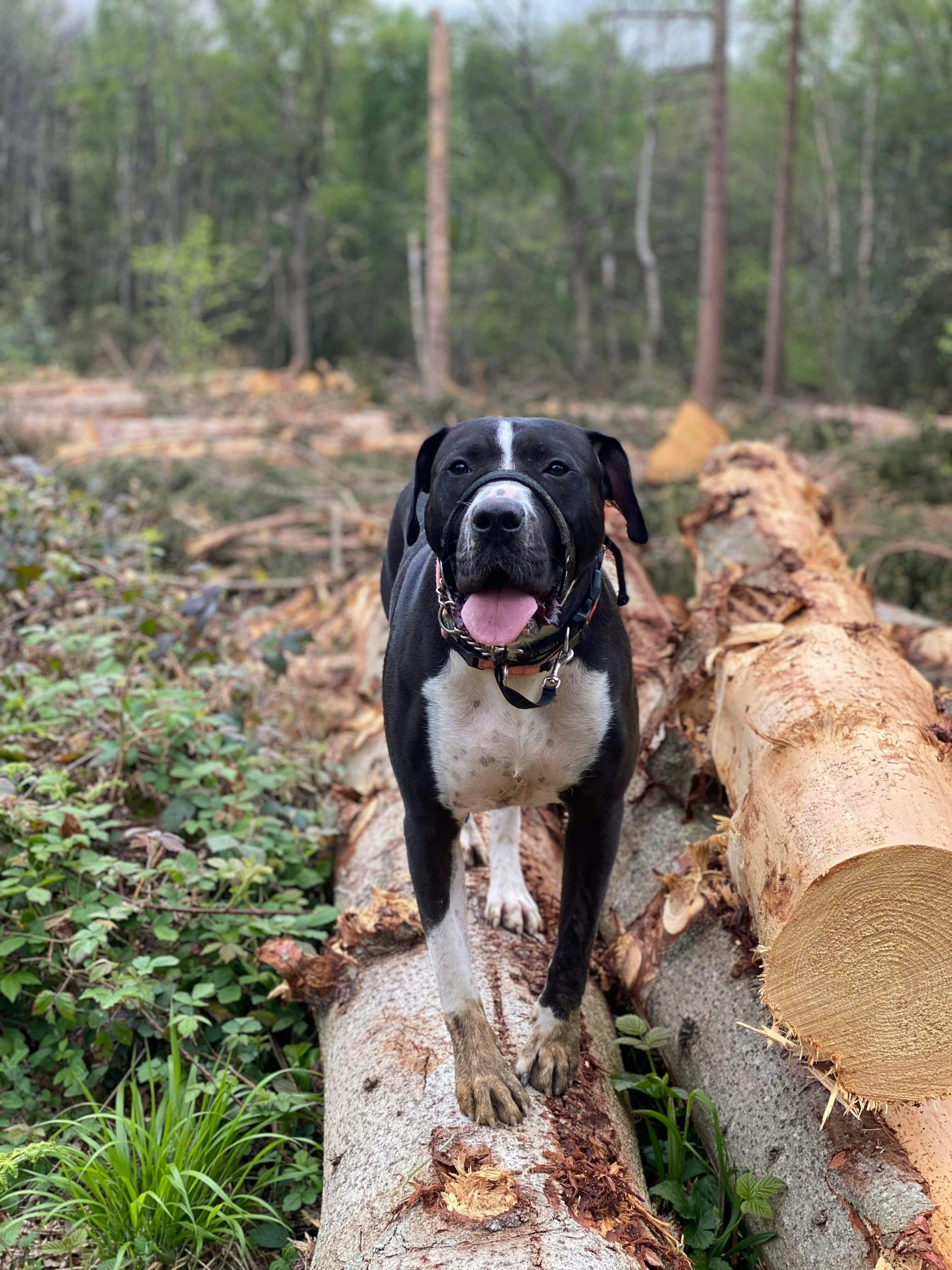 Having fun in the woods