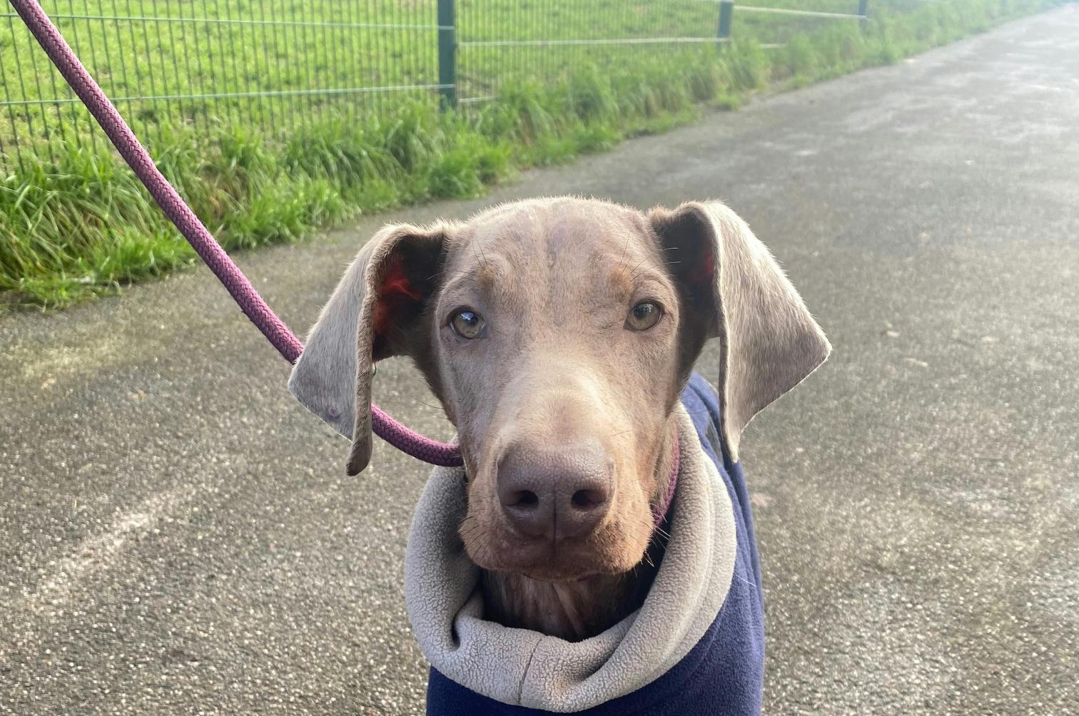 Dog on lead