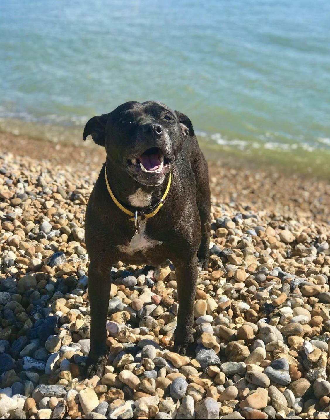 Saffi at the beach