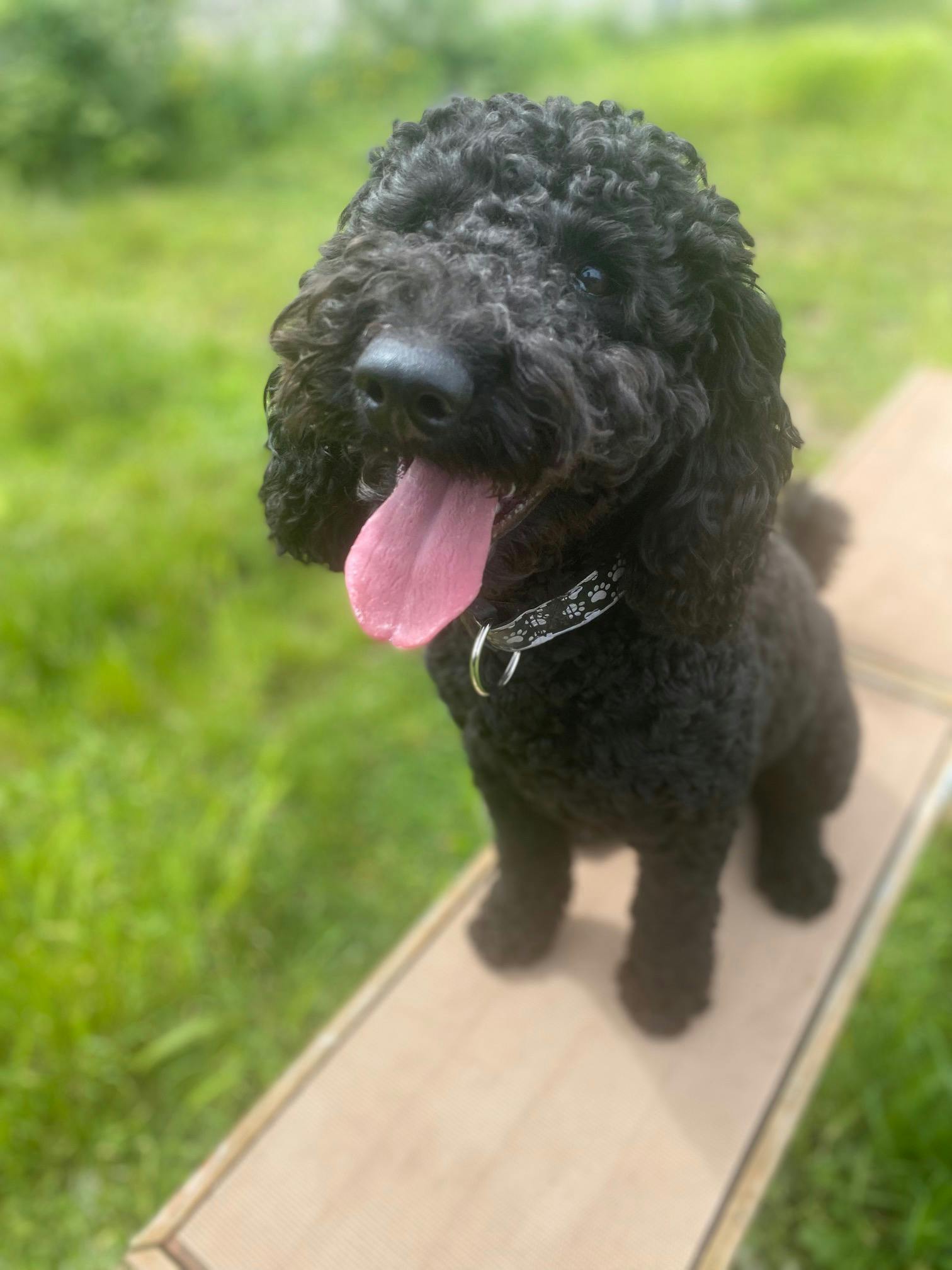 how to keep my standard poodle from jumping up
