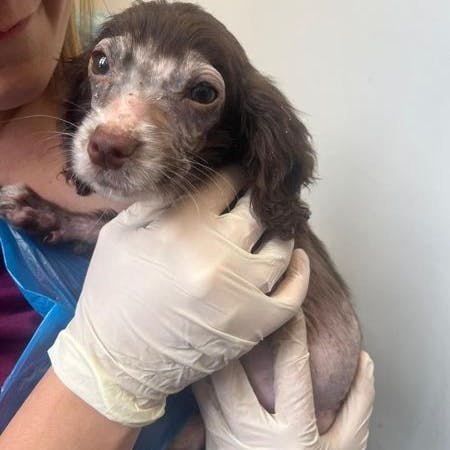 Penelope the dog being held 