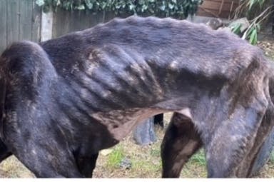 malnourished dog
