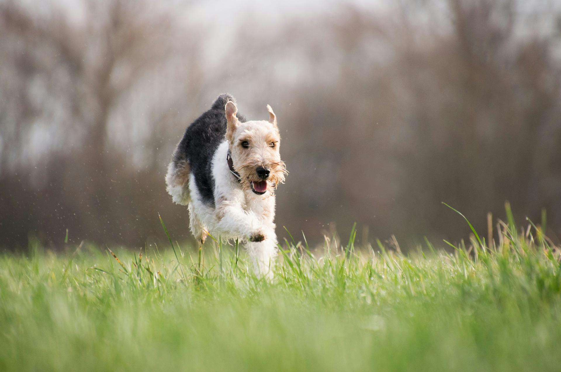 Dog running in the grass