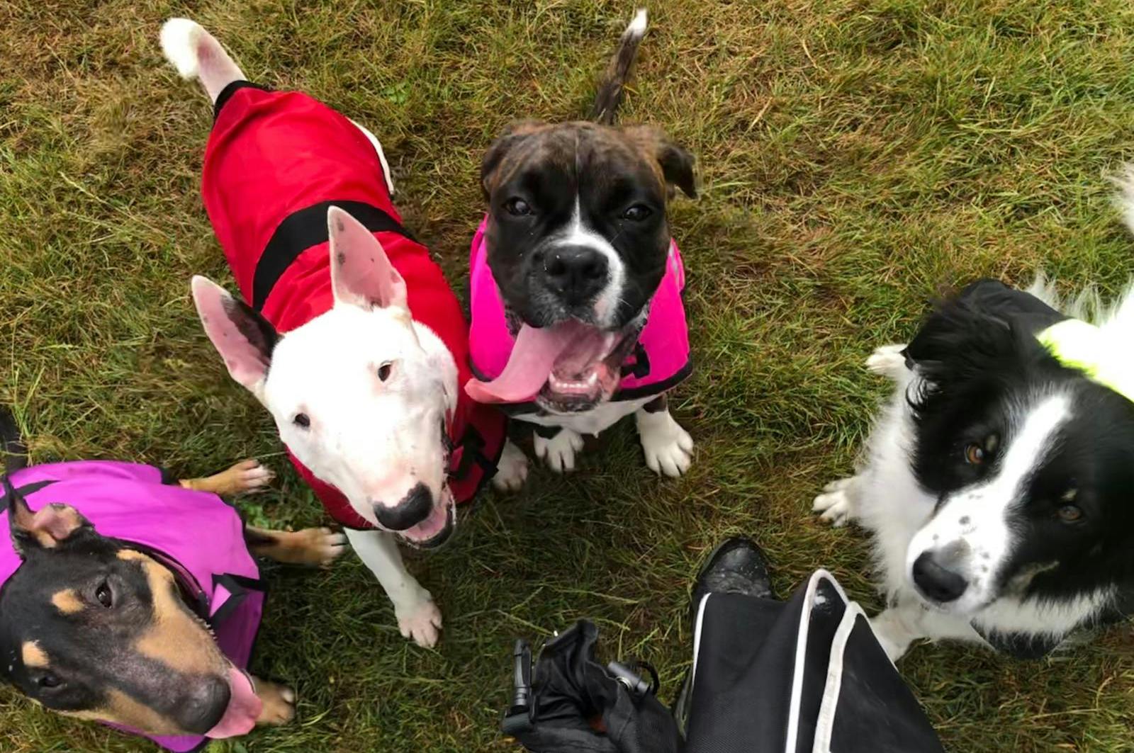 4 dogs in the field