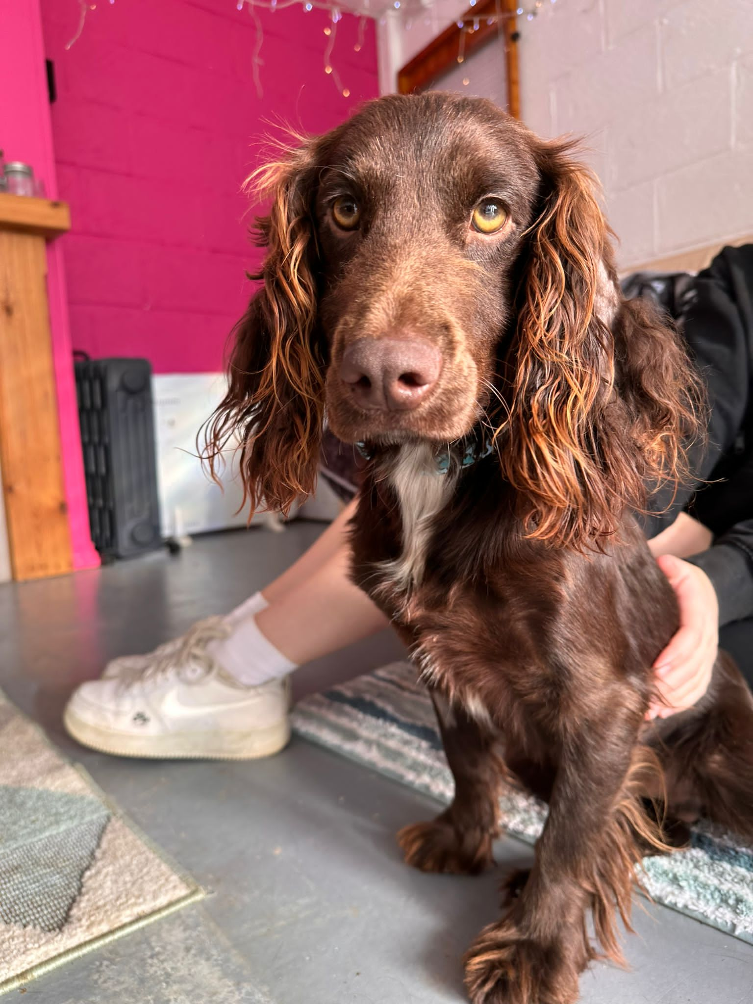 Southeast cocker spaniel sales rescue