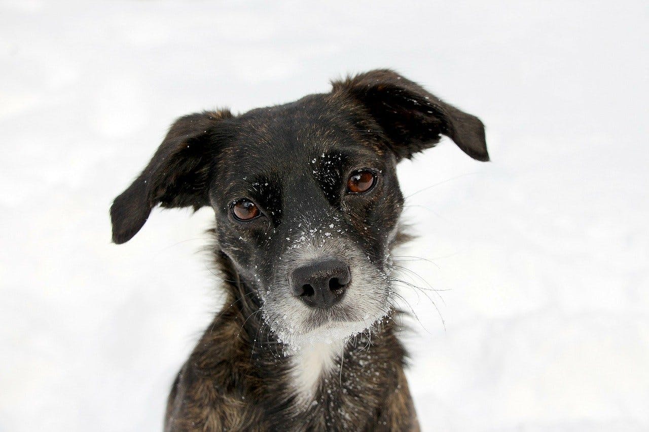 Dog in the snow