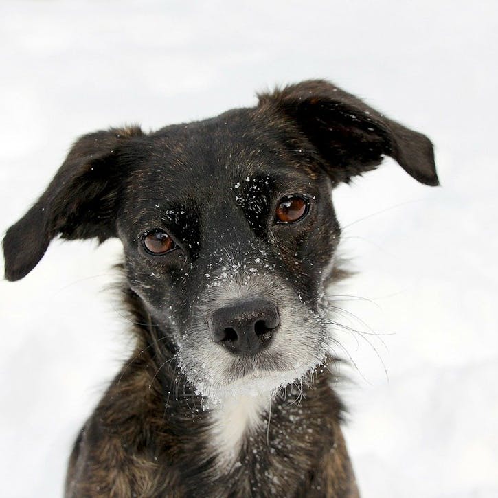 Dog in the snow