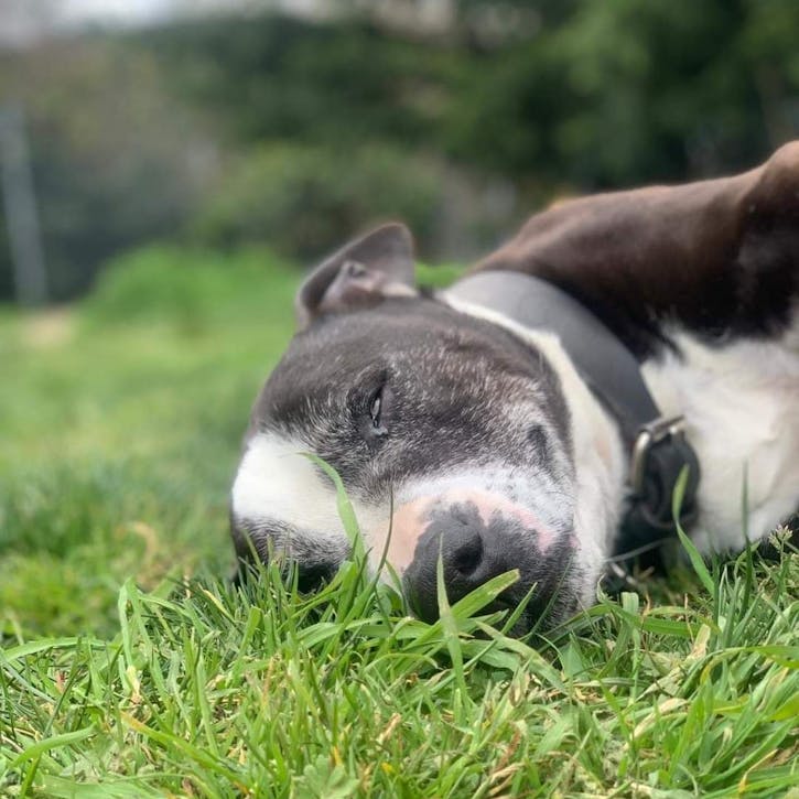 Dog sleeping in the grass