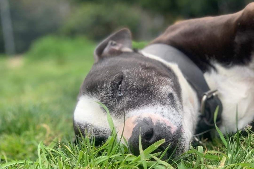 Dog laying in the grass