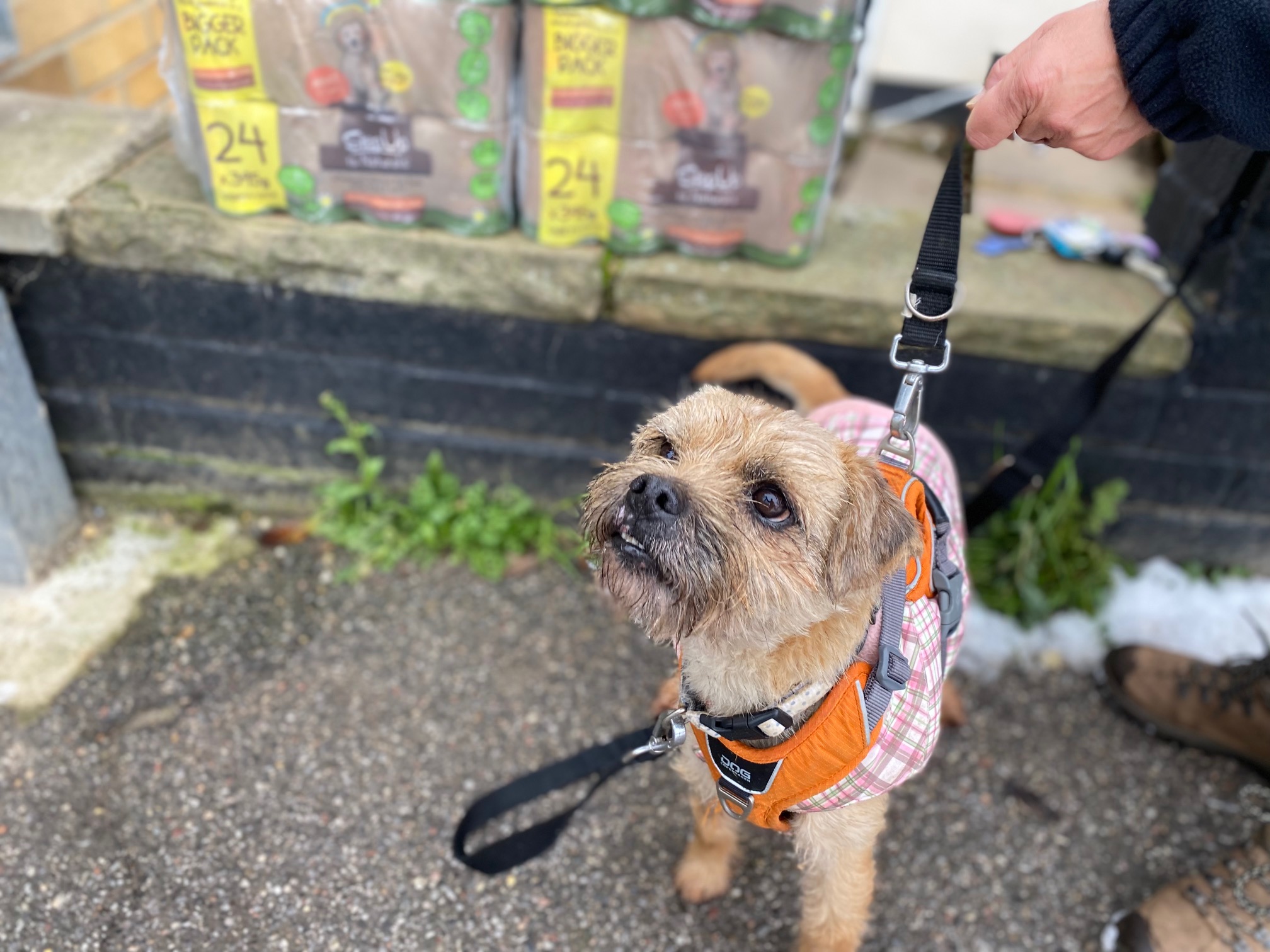 Betty Adopt