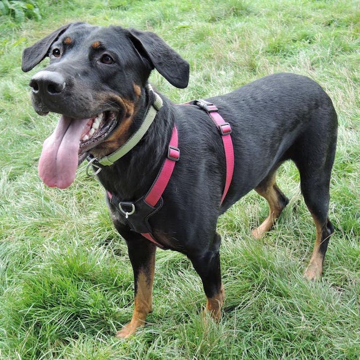 Missy the dog