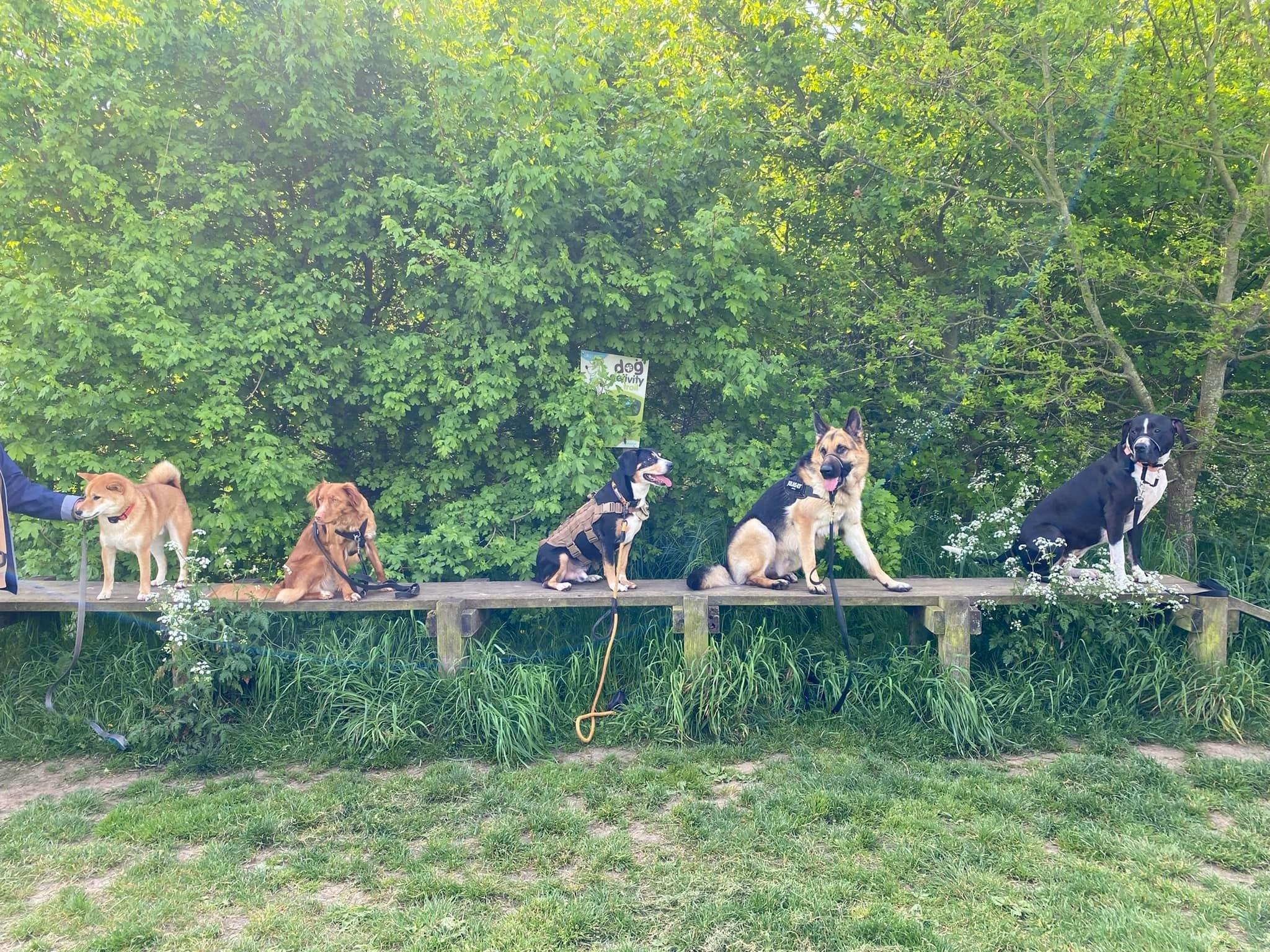 Zulu and her doggie friends