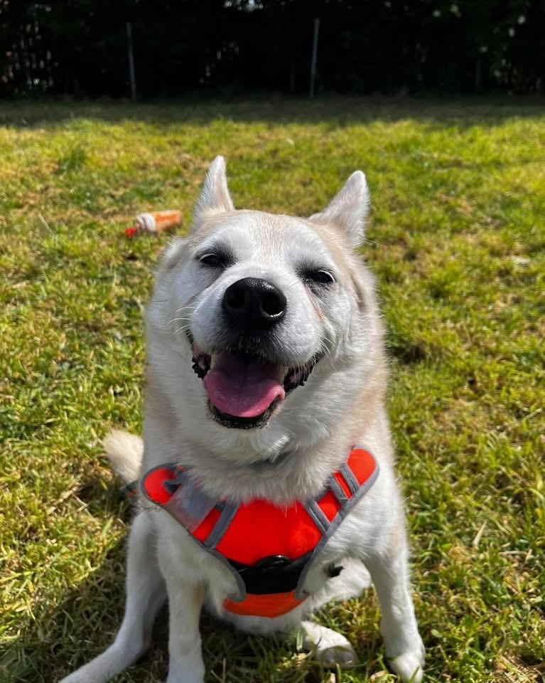 Simba, a 8 years old male Pomeranian x Siberian Husky available for adoption from South East Dog Rescue in Kent