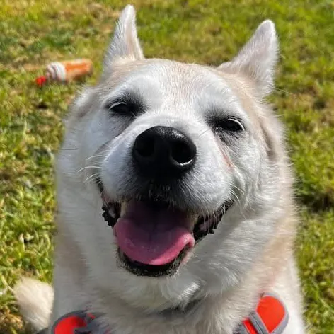 Simba, a 8 years old male Pomeranian x Siberian Husky available for adoption from South East Dog Rescue in Kent
