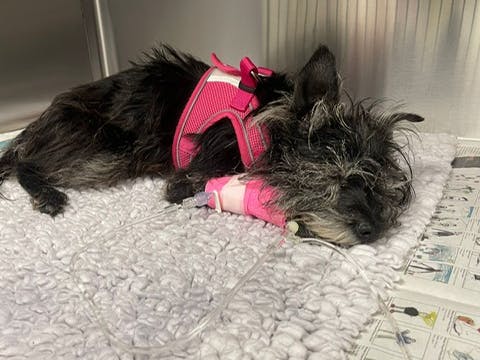 In the vets after my op