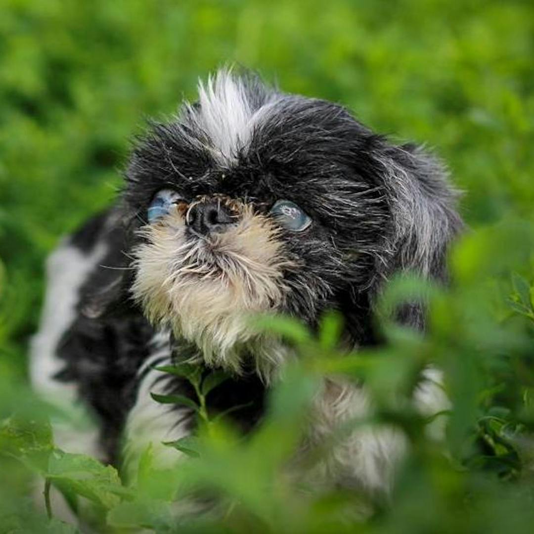 Acres of hope Ickle Pickle | South East Dog Rescue