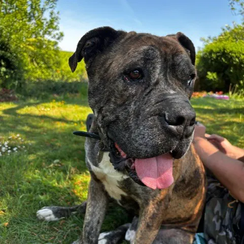 Bandit, a 7 years old male Bulldog x Mastiff available for adoption from South East Dog Rescue in Kent